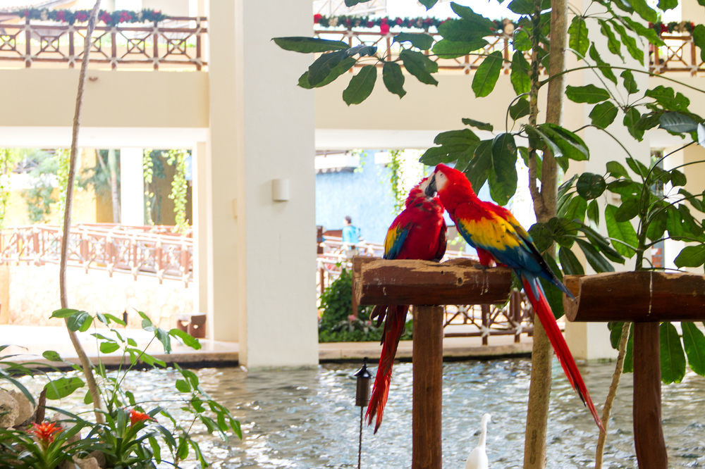 Occidental At Xcaret Destination 5* Xcaret Park